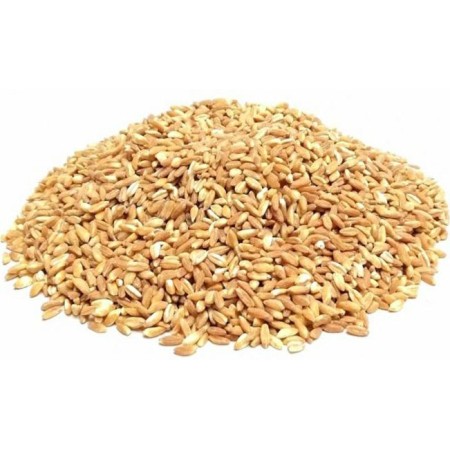 Farro perlato kg.1 amio (ct...